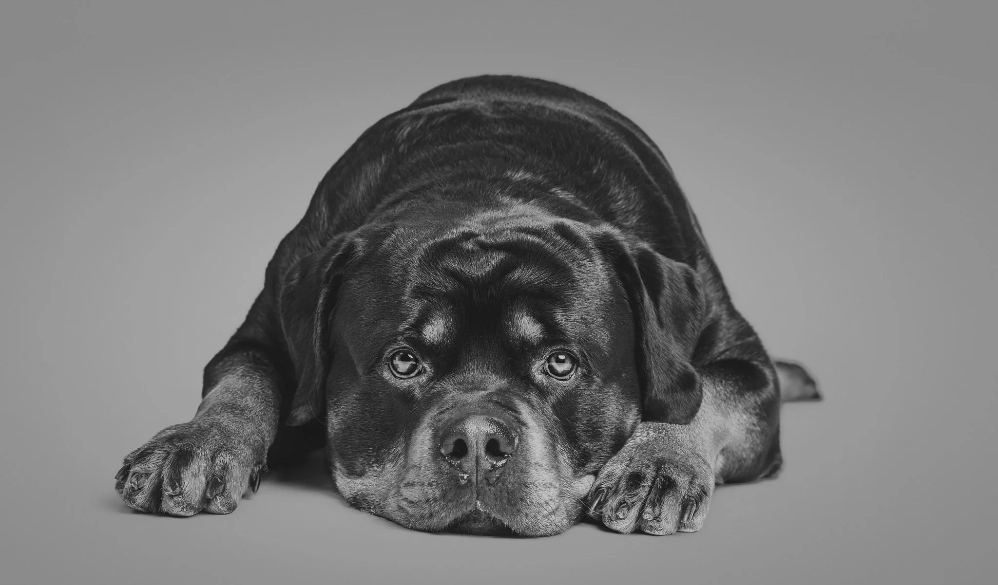 WEB-PETS18-.jpg