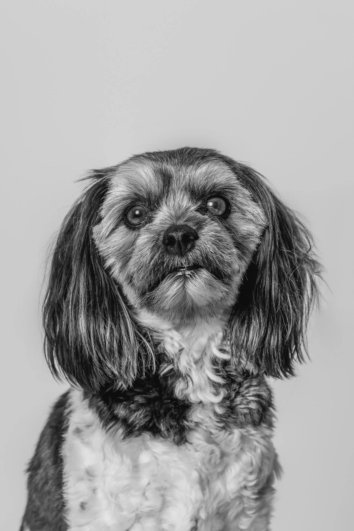 WEB-PETS17-.jpg