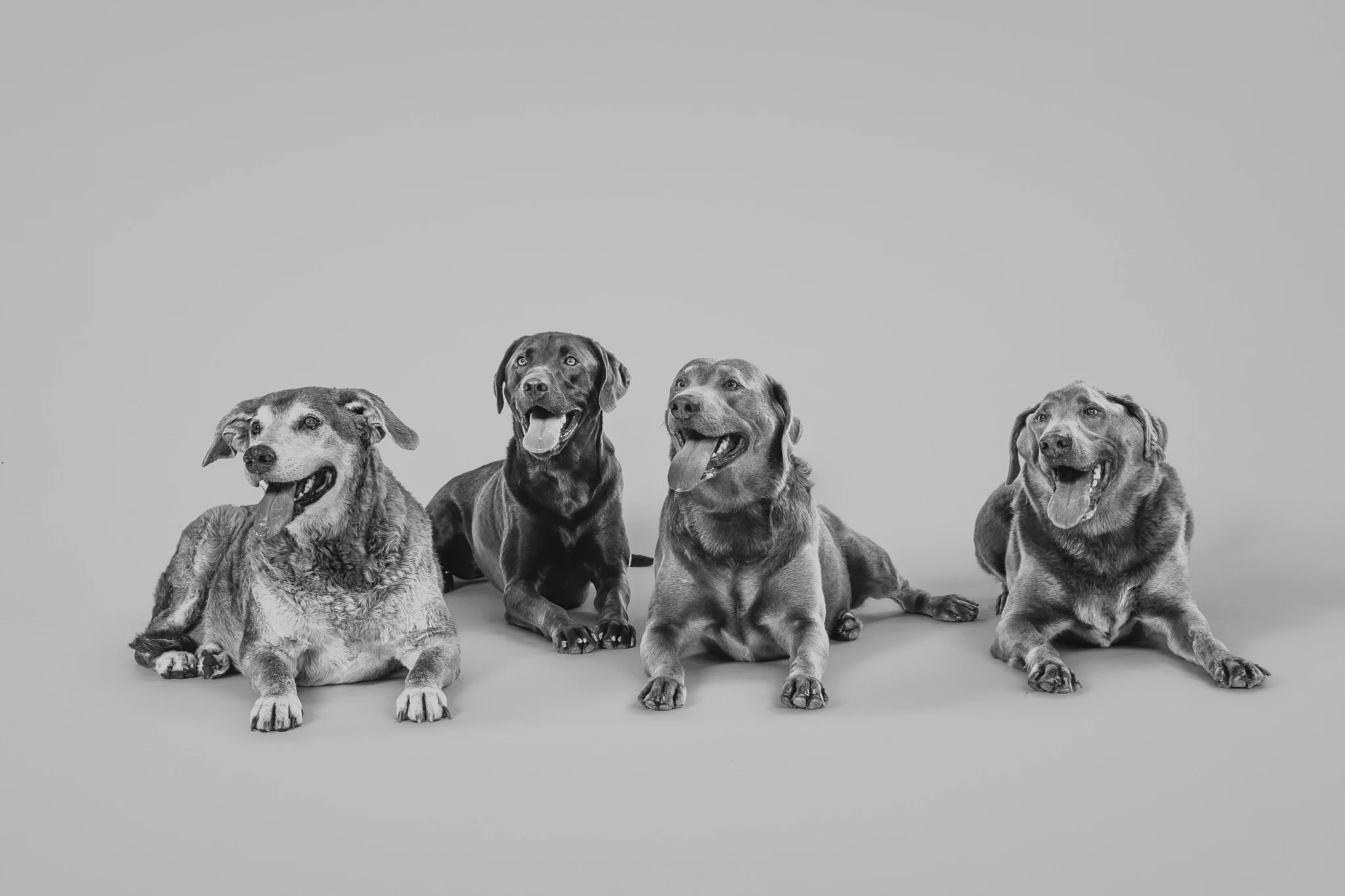 WEB-PETS22-.jpg