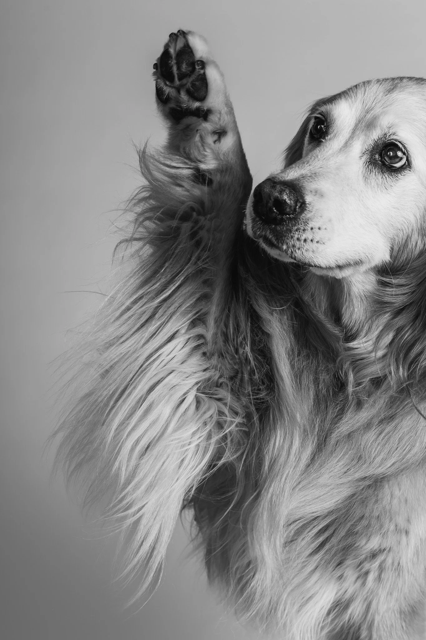 WEB-PETS03-.jpg