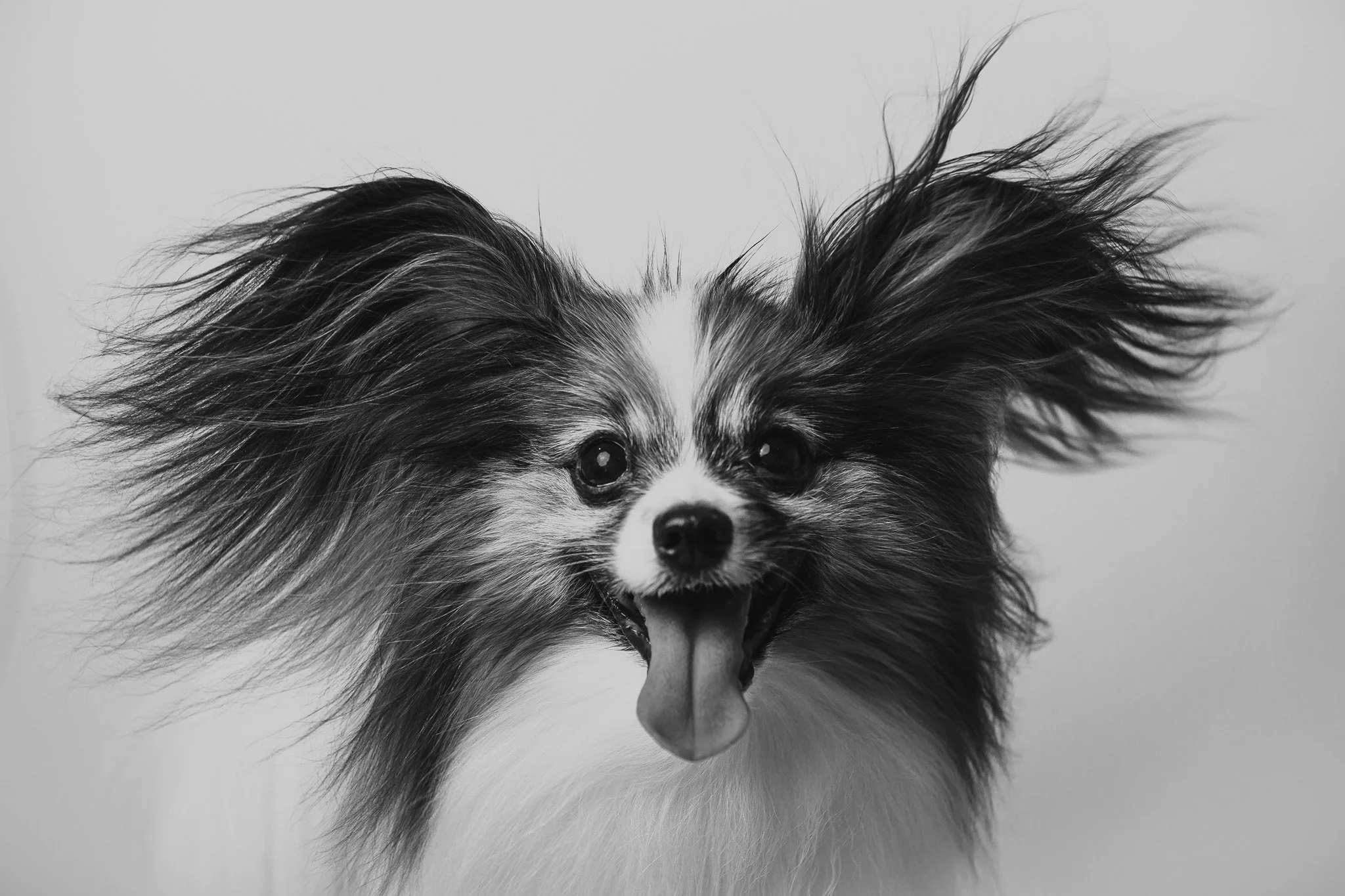 WEB-PETS01-.jpg