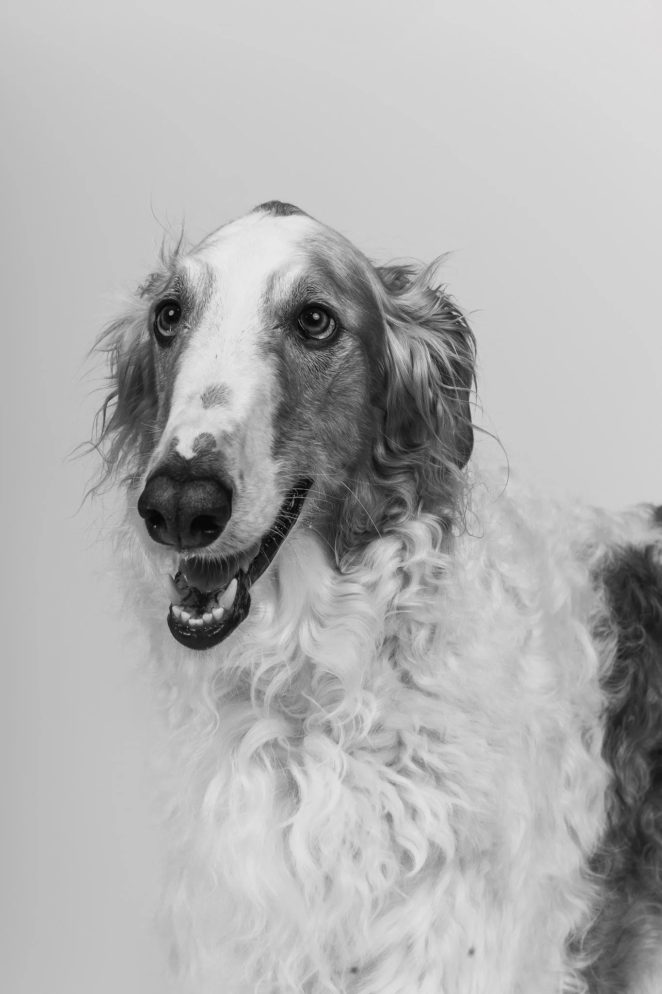 WEB-PETS11-.jpg