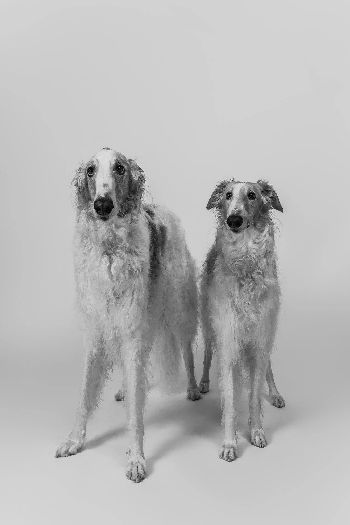 WEB-PETS12-.jpg