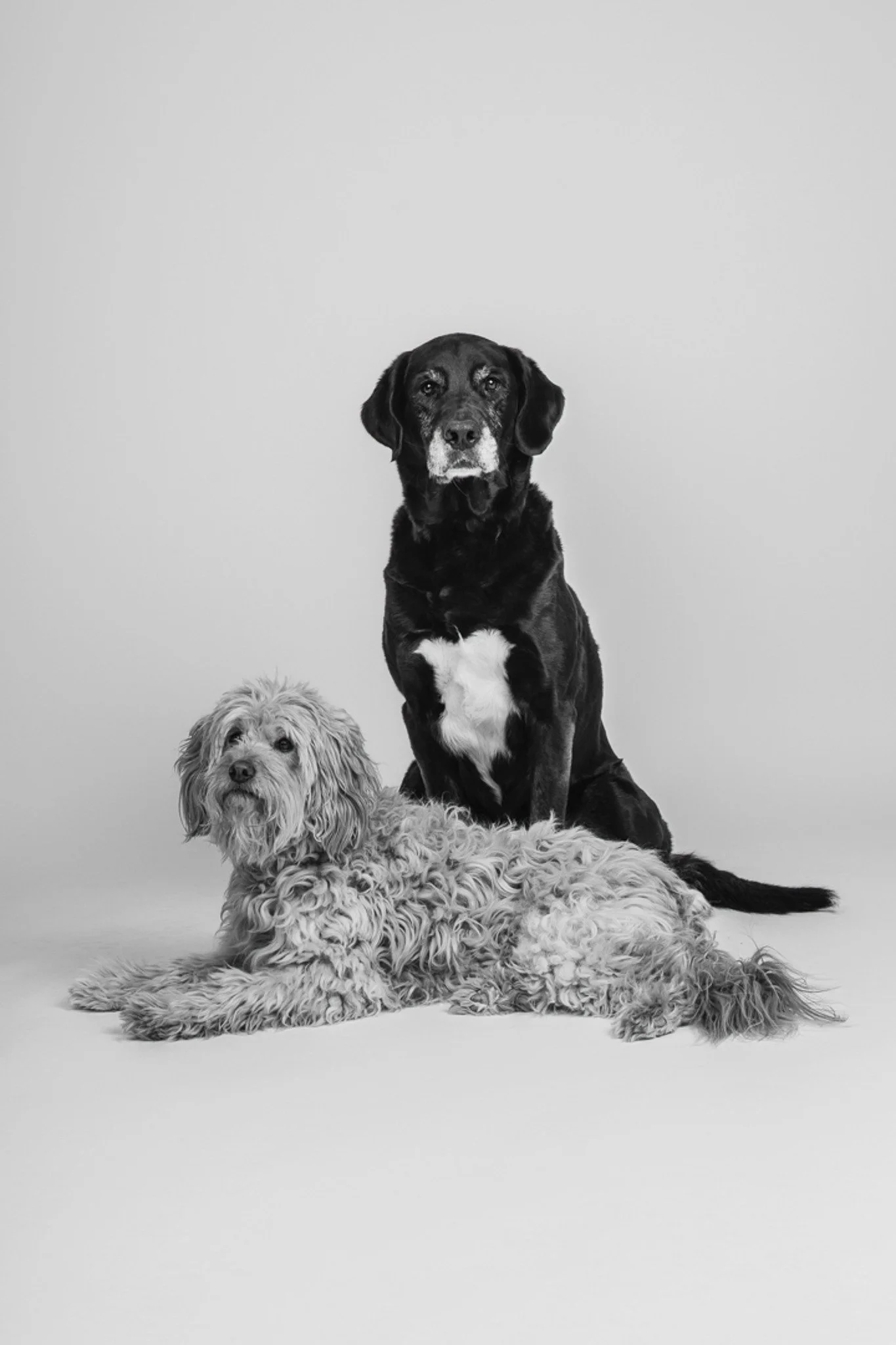PetPortraits-WEB15-February 11, 2025.jpg