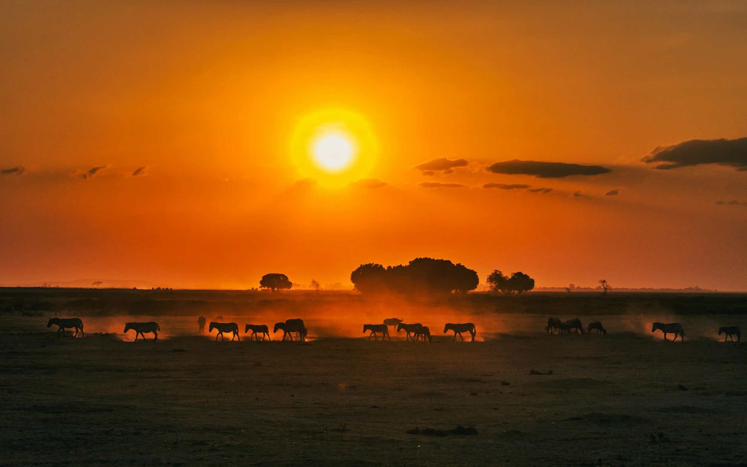 Sunset over a plains landscape with scattered trees and a herd of zebras grazing, with a bright sun and a reddish-orange sky.