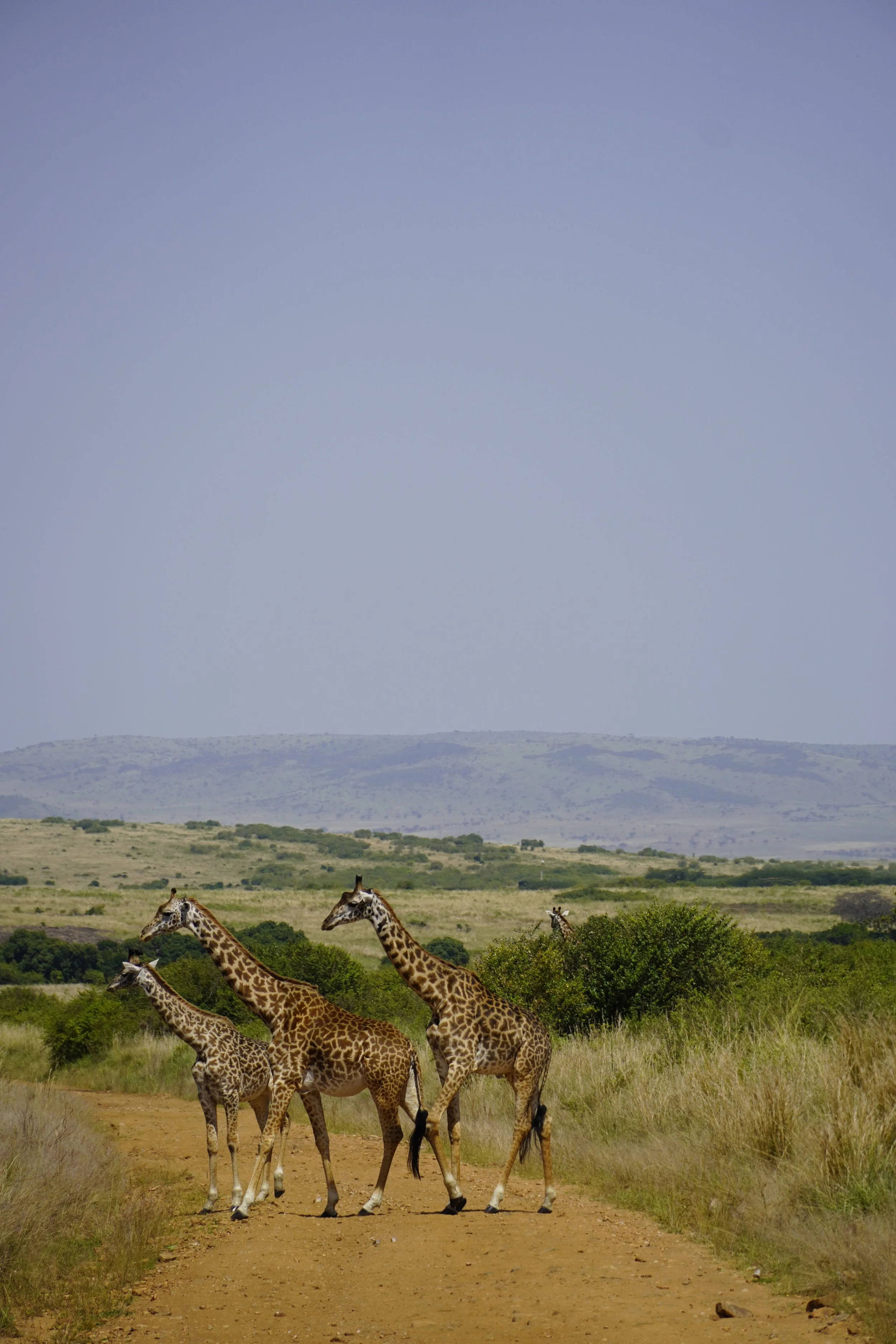 Kenya Group Trip June 2027