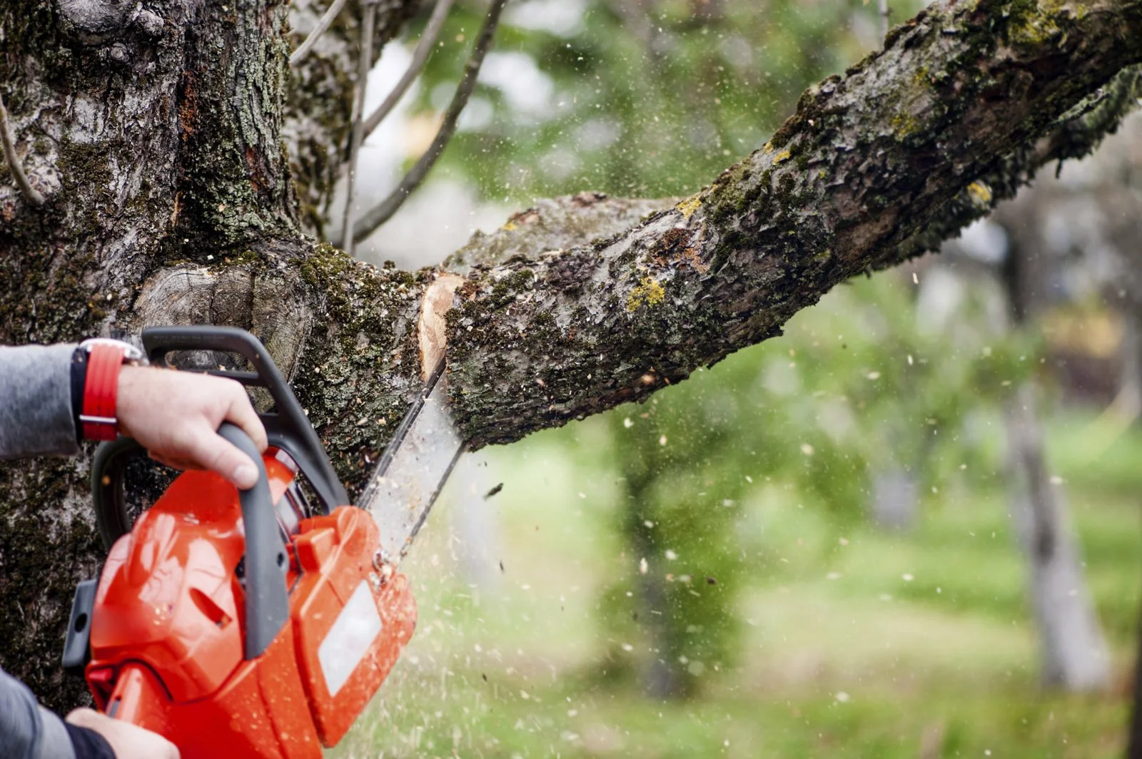 Person using a chainsaw to cut a thick tree branch outdoors