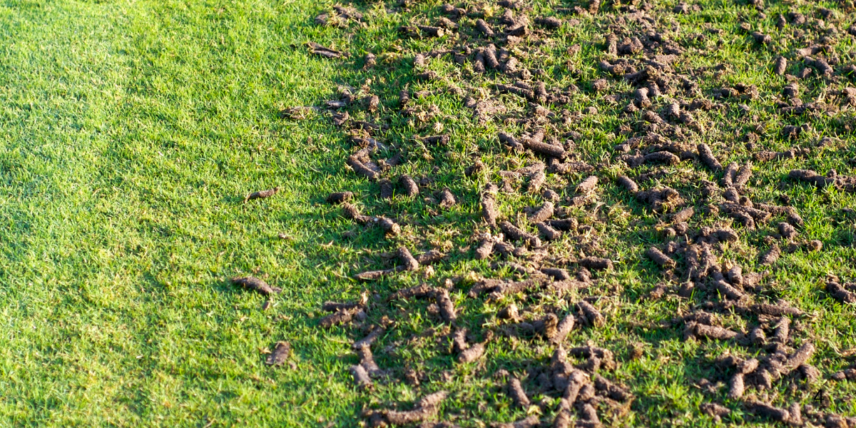 Grass field with scattered horse manure on the right side of the image.