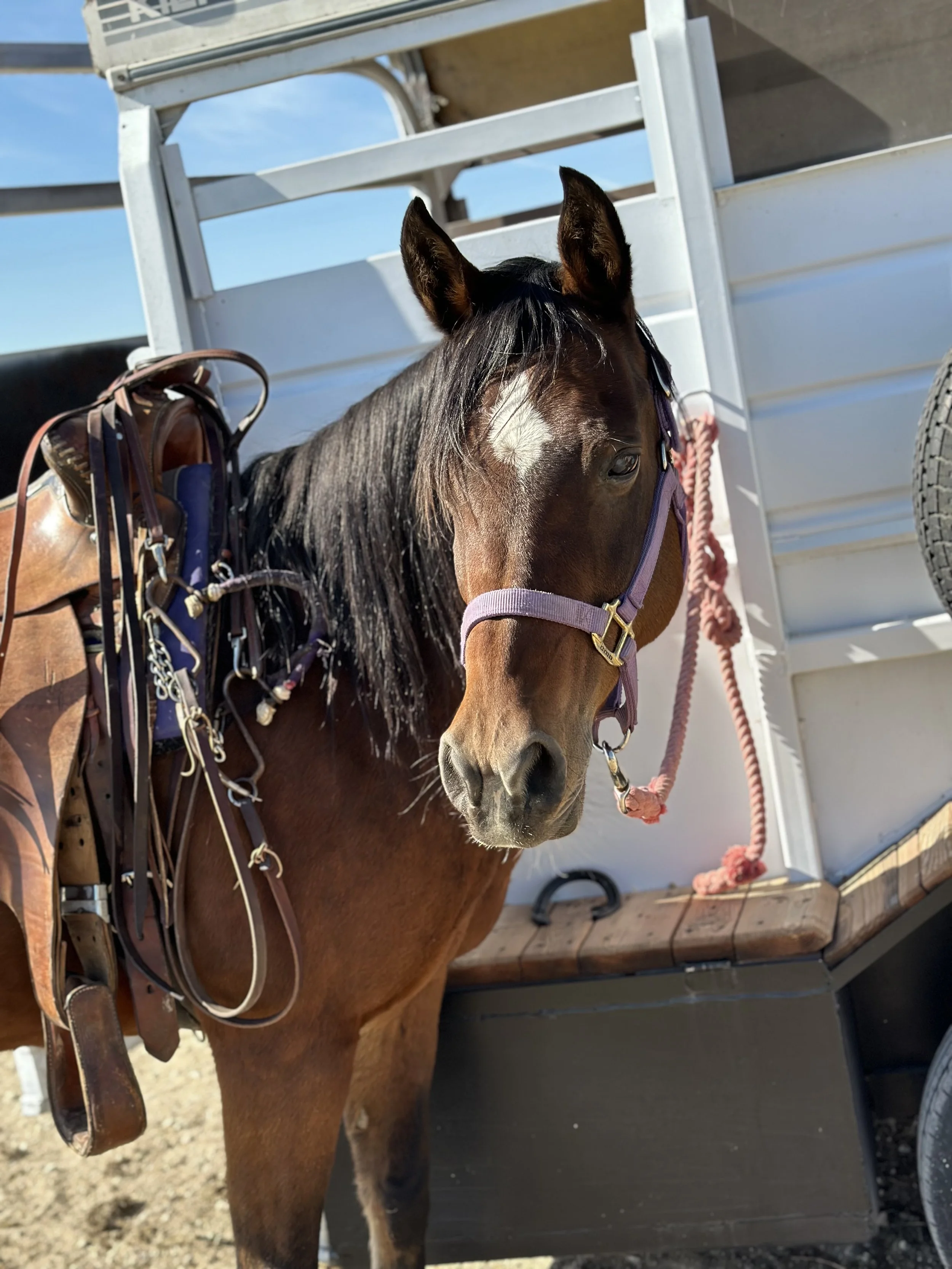 The Horses