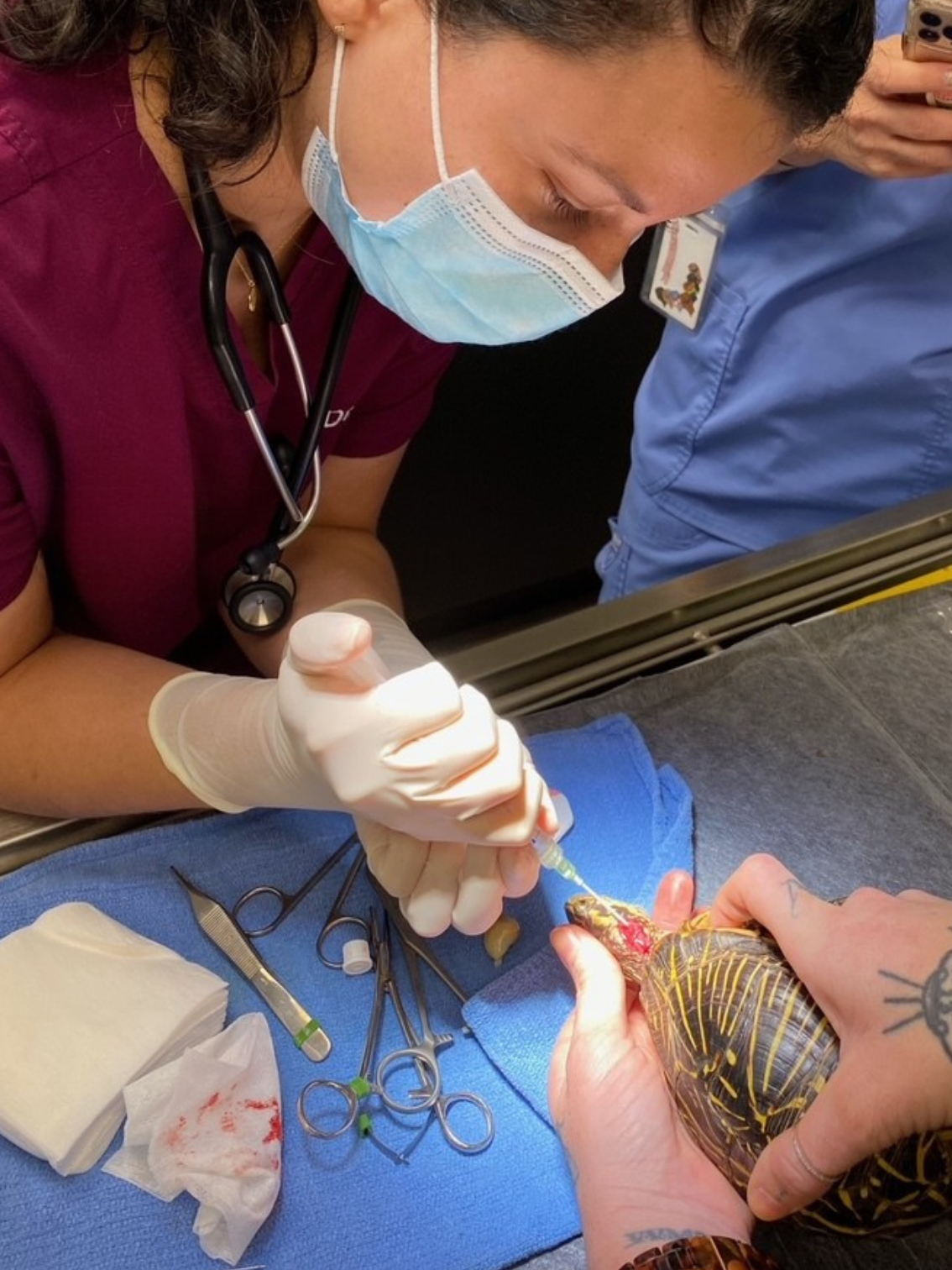 A veterinarian performs a procedure on a turtle, using a syringe, in a medical setting. The veterinarian is wearing a face mask, gloves, and scrubs, and appears focused on the turtle.