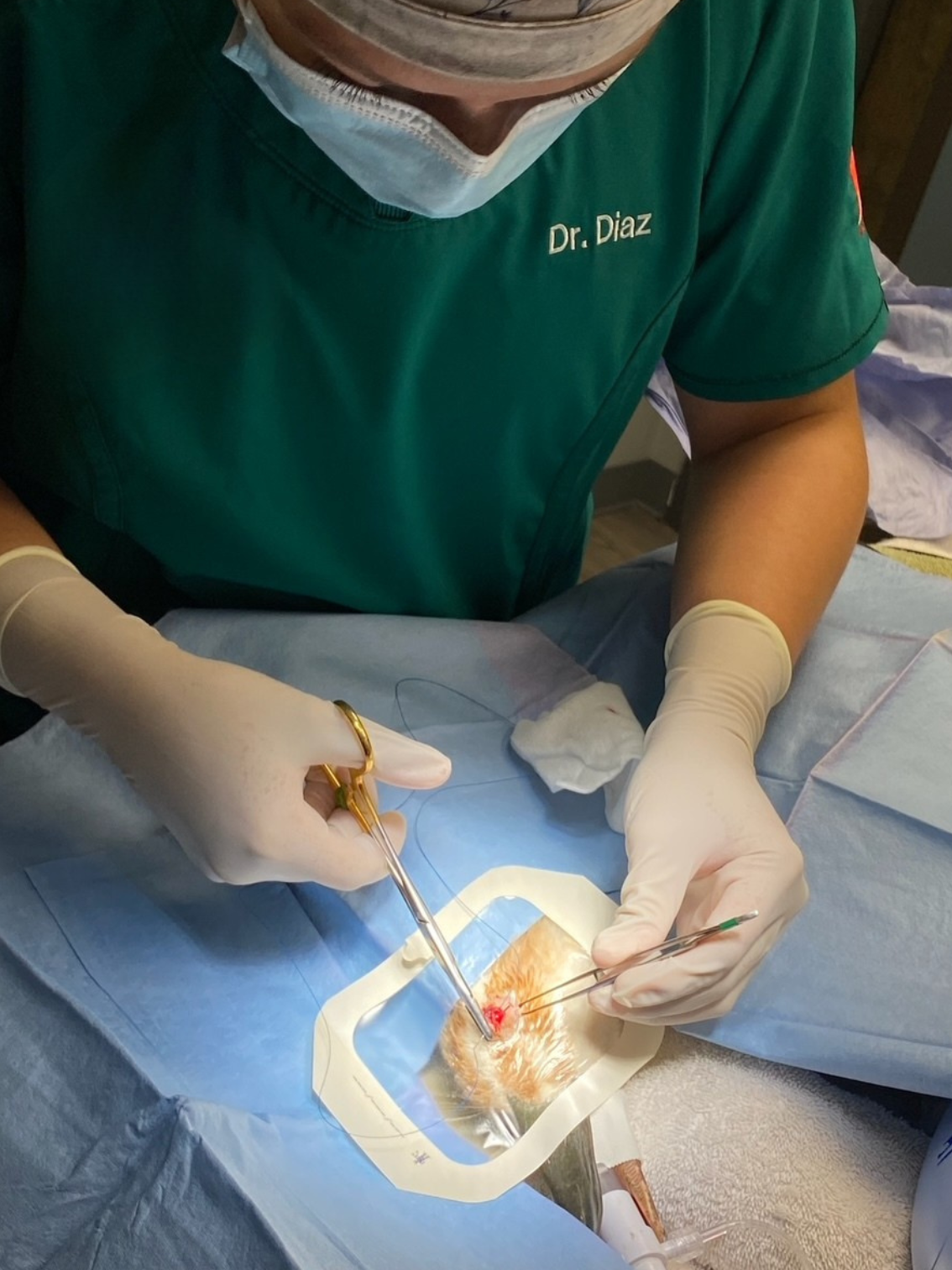 A veterinarian wearing a green scrub top with the name tag 'Dr. Diaz' and a face mask performs a procedure on a small animal, possibly a cat or dog, in an operating room. The vet uses surgical tools on a sterile surgical site.