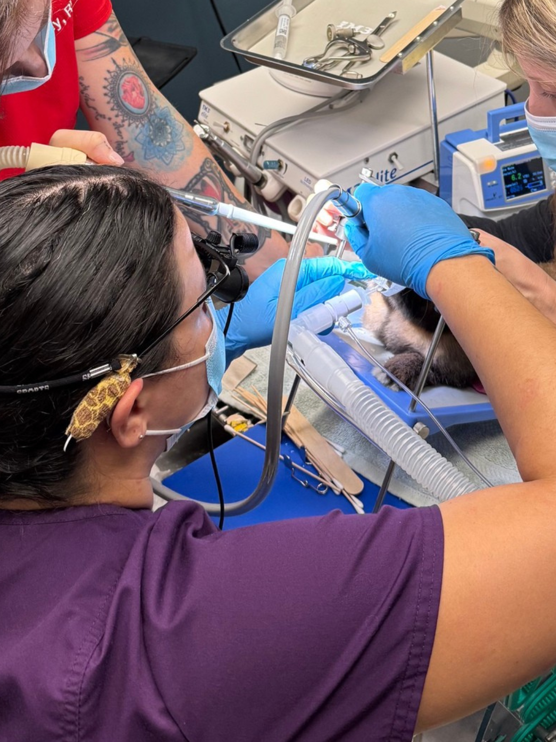 Veterinarians performing a medical procedure on a dog in a veterinary clinic, using surgical tools and anesthesia equipment.