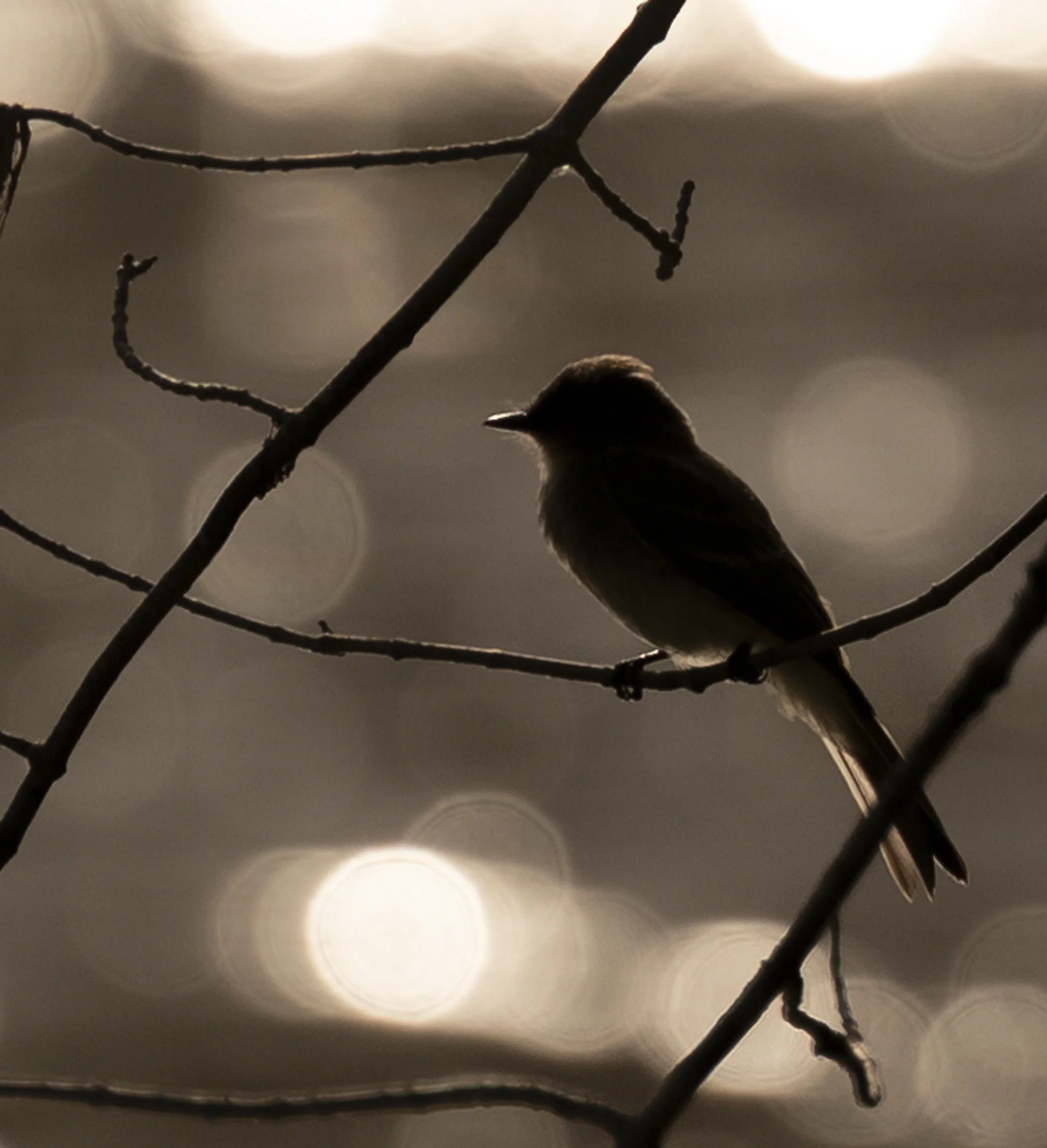 Bird Silhouette French Broad River Asheville Appalachia North Carolina