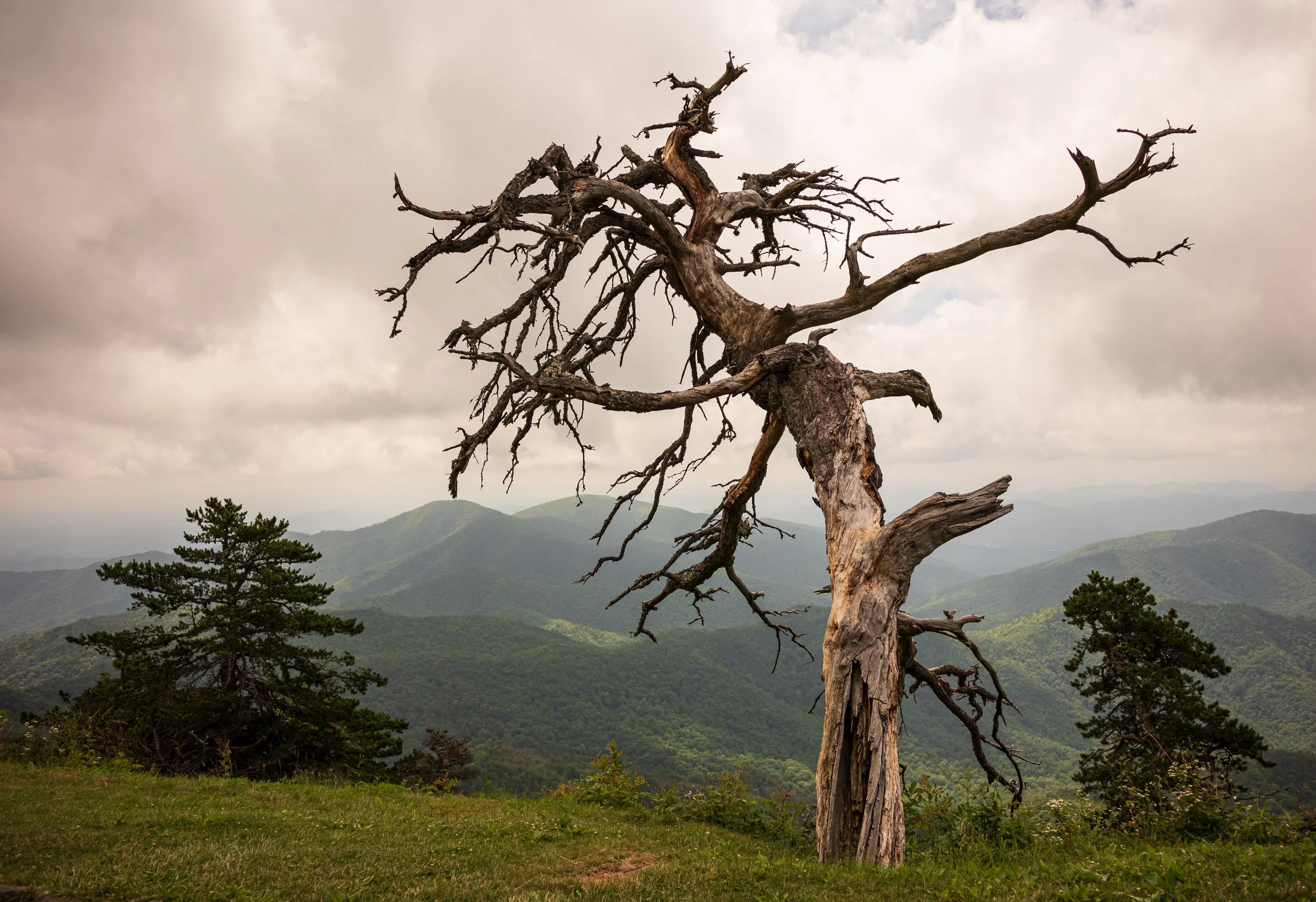A dead, leafless tree on a grassy hilltop with distant mountain ranges and cloudy sky in the background.