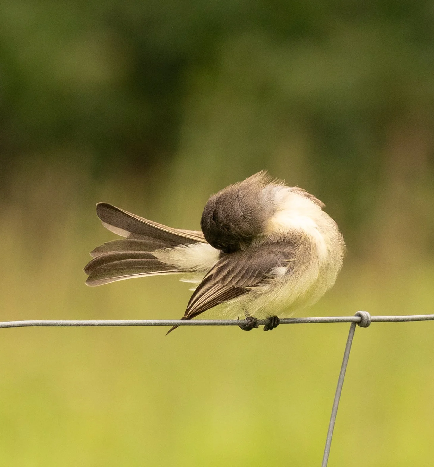 Appalachia Bird on fence preening Eastern Phoebe