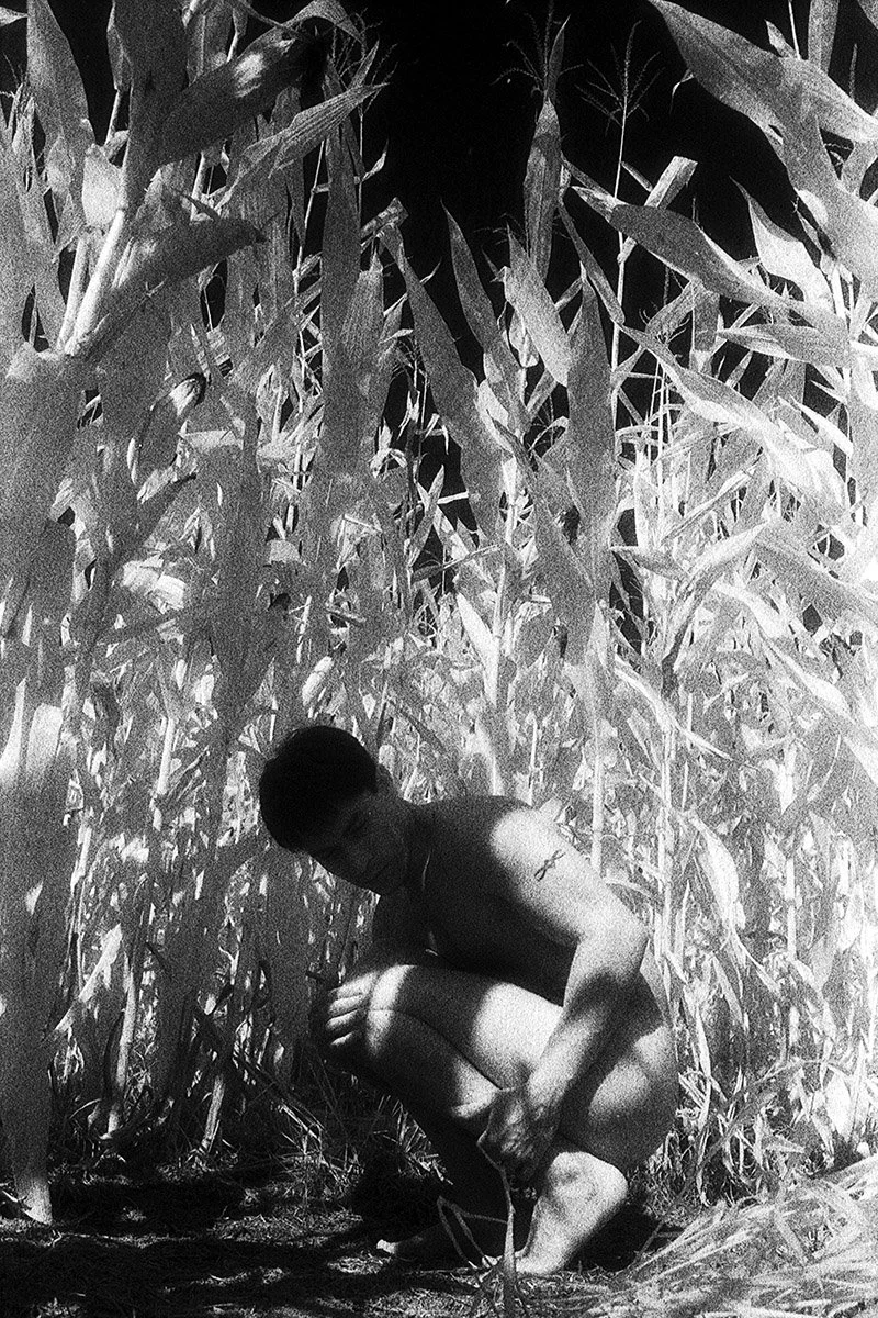 Cornfield
