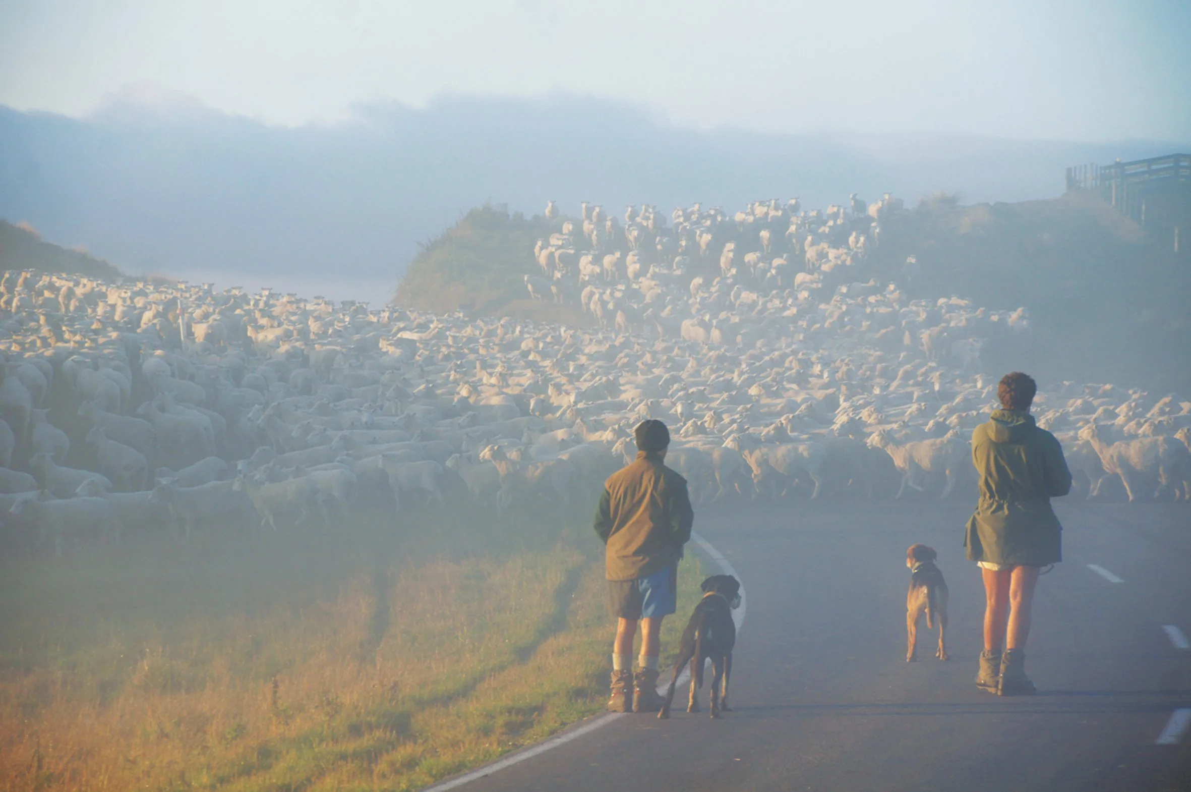 NZ Guild of Agricultural Journalists and Communicators