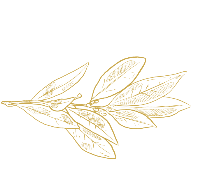 Golden illustration of an olive branch with multiple leaves on a black background.
