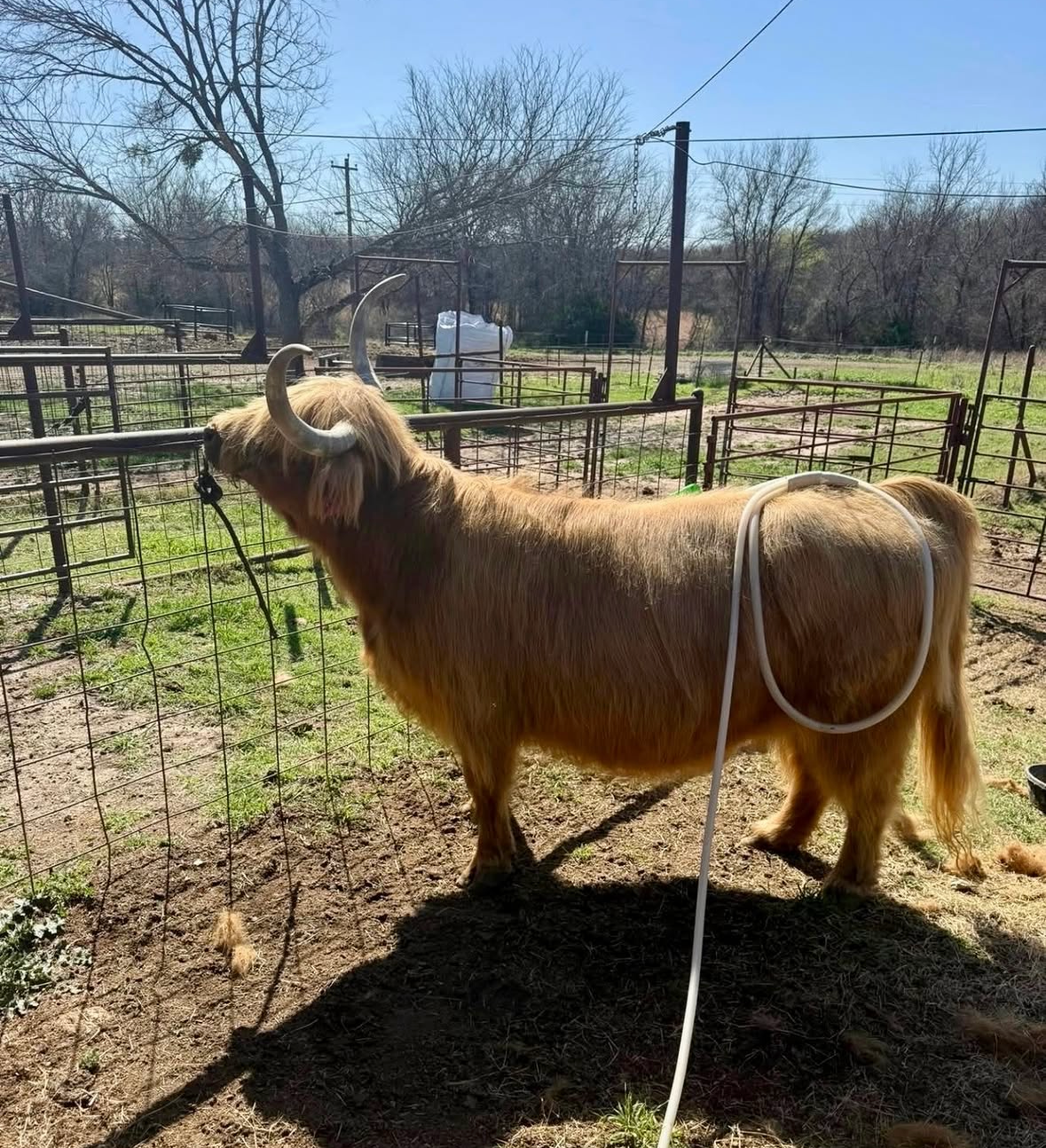 Pet and Livestock Full Body Session