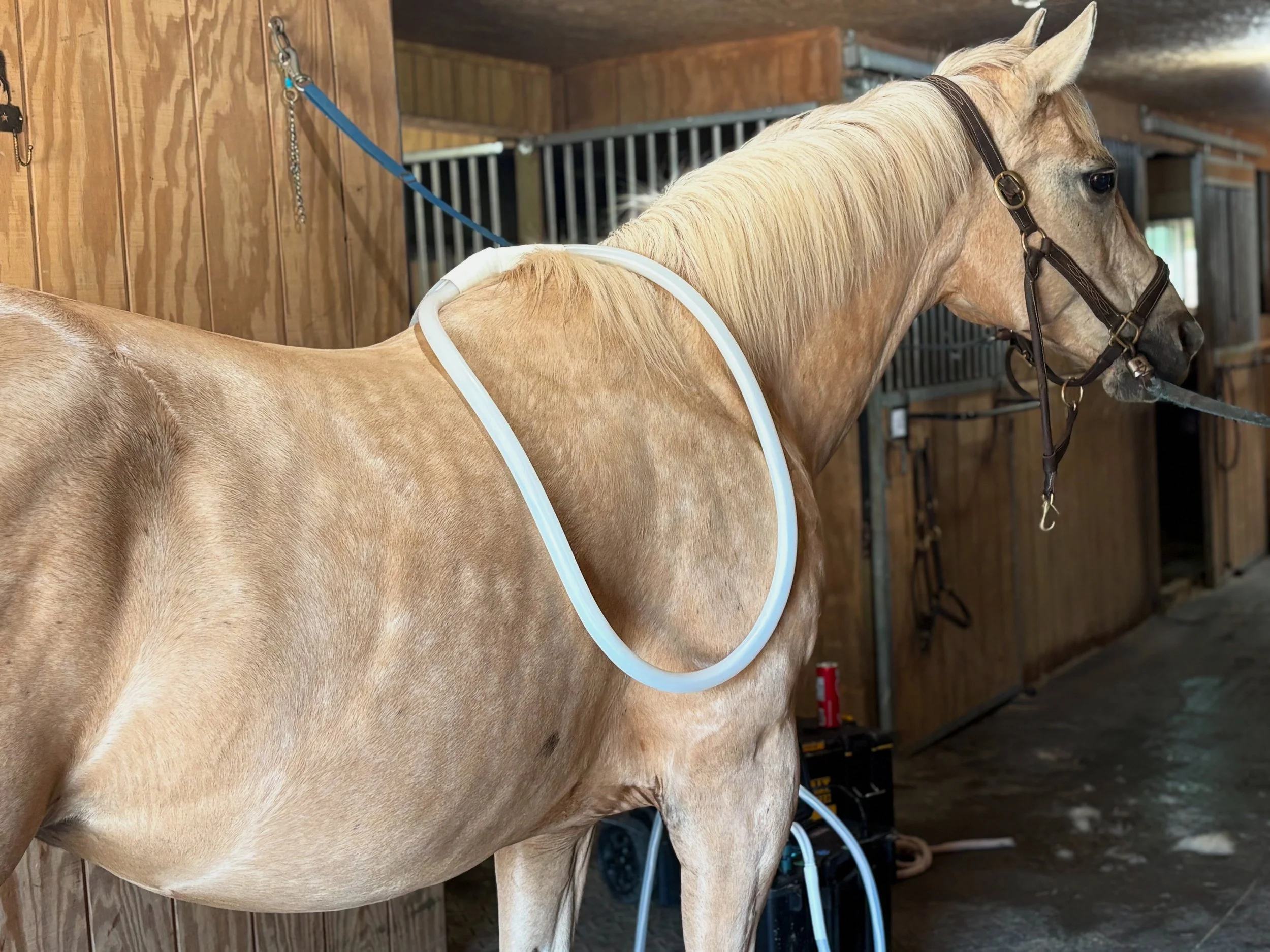 Equine Full Body Session