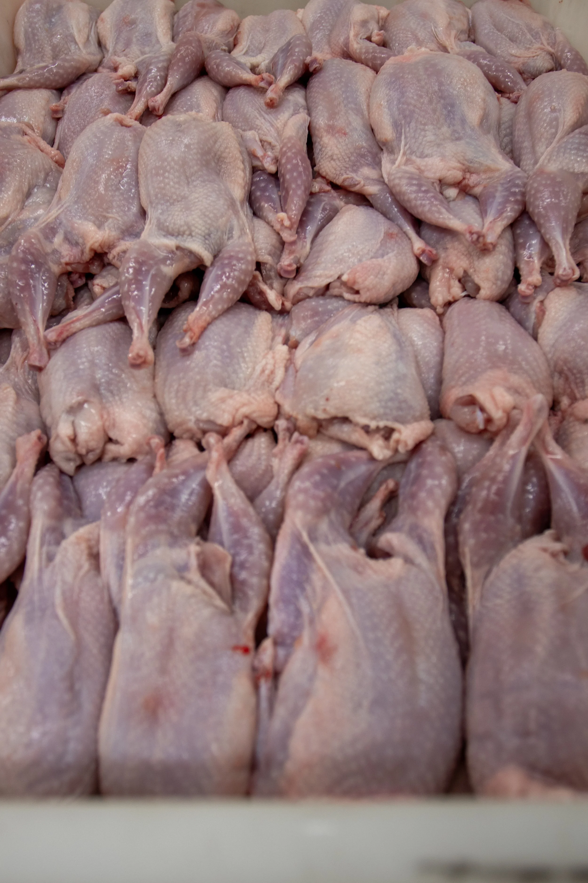 Multiple raw, cleaned, and skinned chicken halves and drumsticks arranged on a surface, ready for processing or cooking.