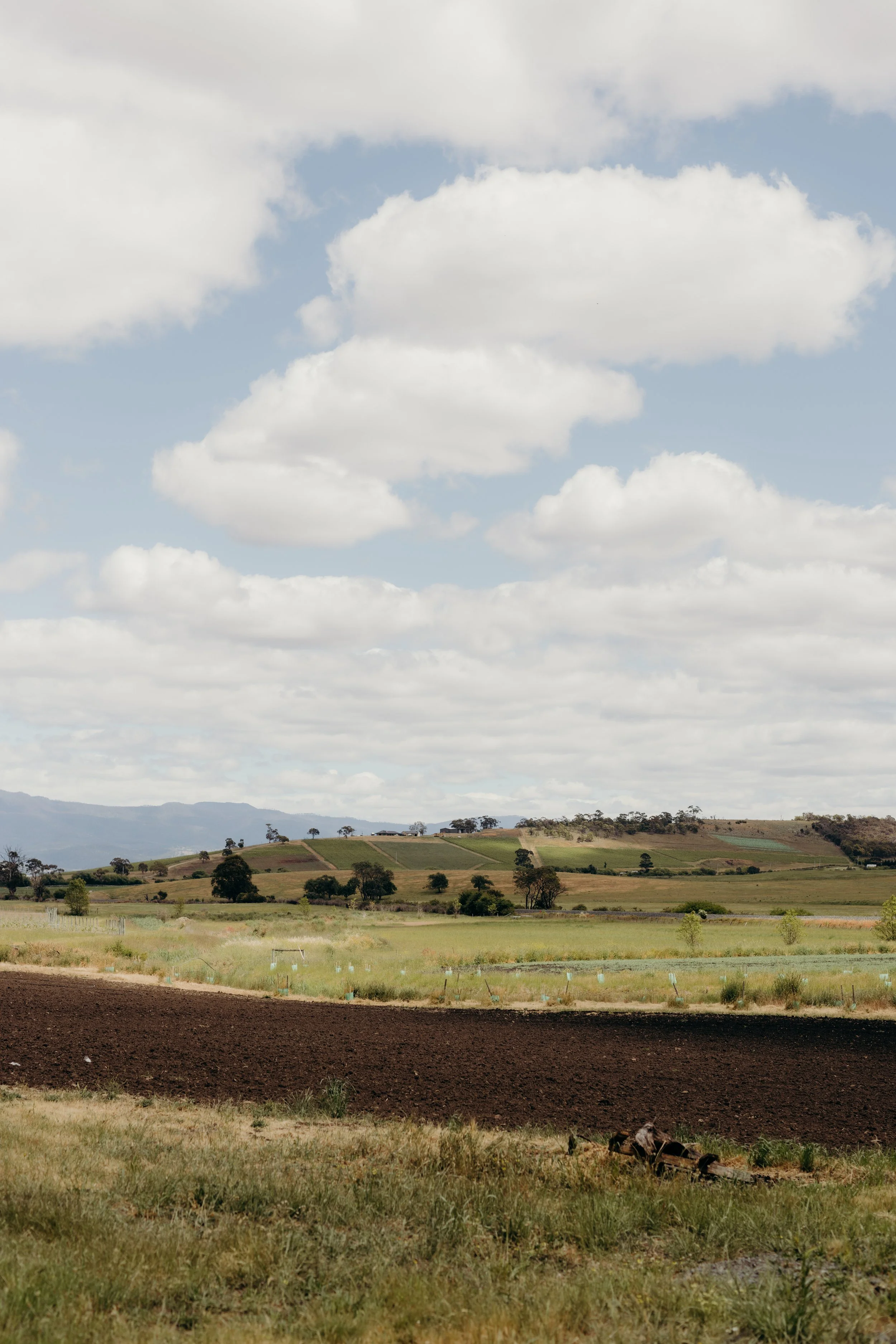 Scenic landscape of rolling hills with green fields, scattered trees, and a cloudy sky.