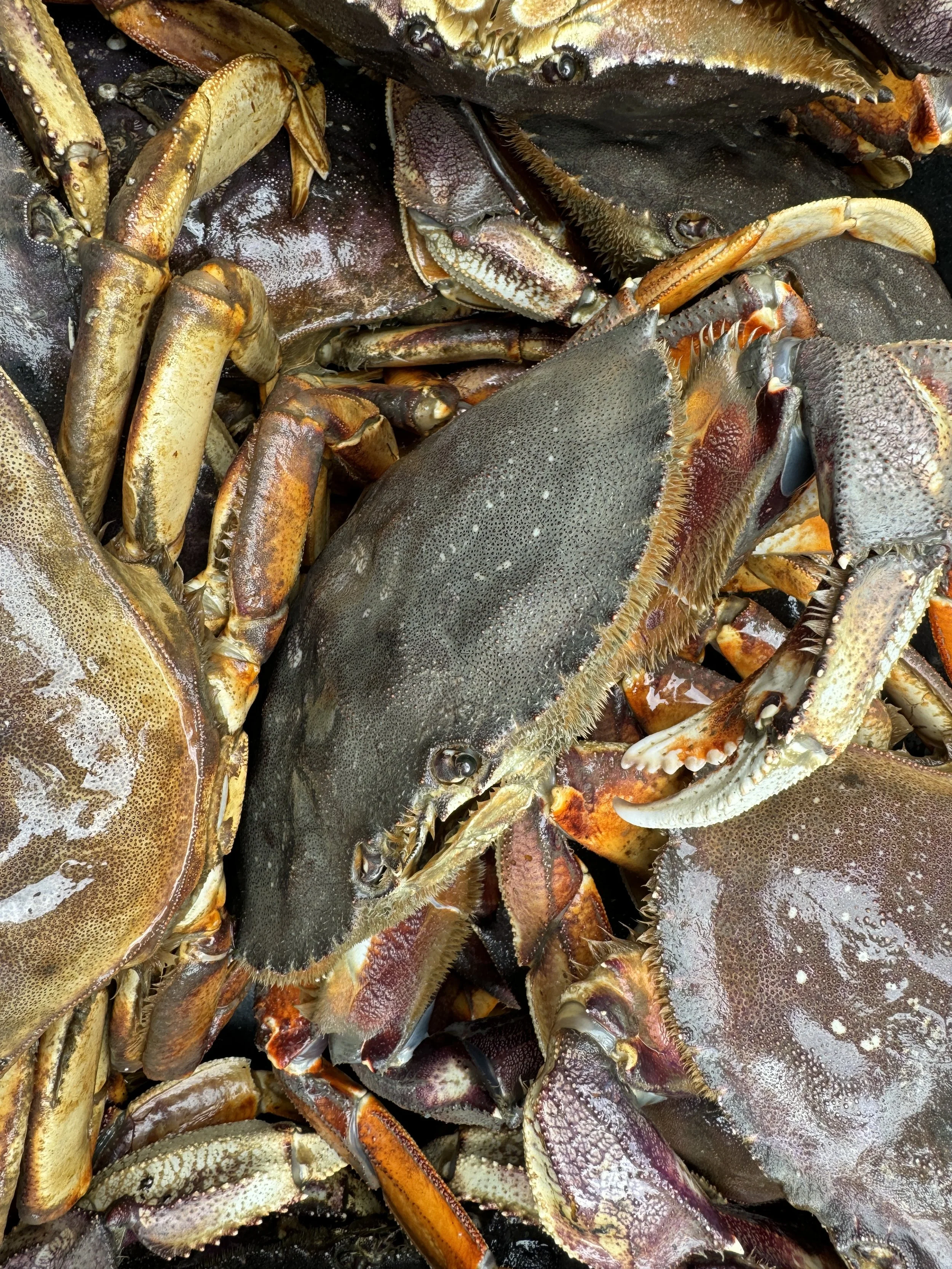 crab.JPG