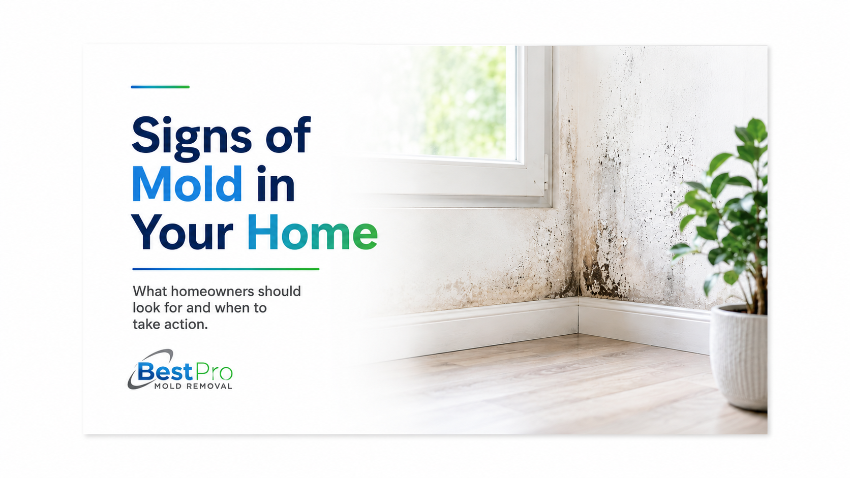 Signs of Mold in Your Home: What to Look For, Where It Hides, and When to Take Action