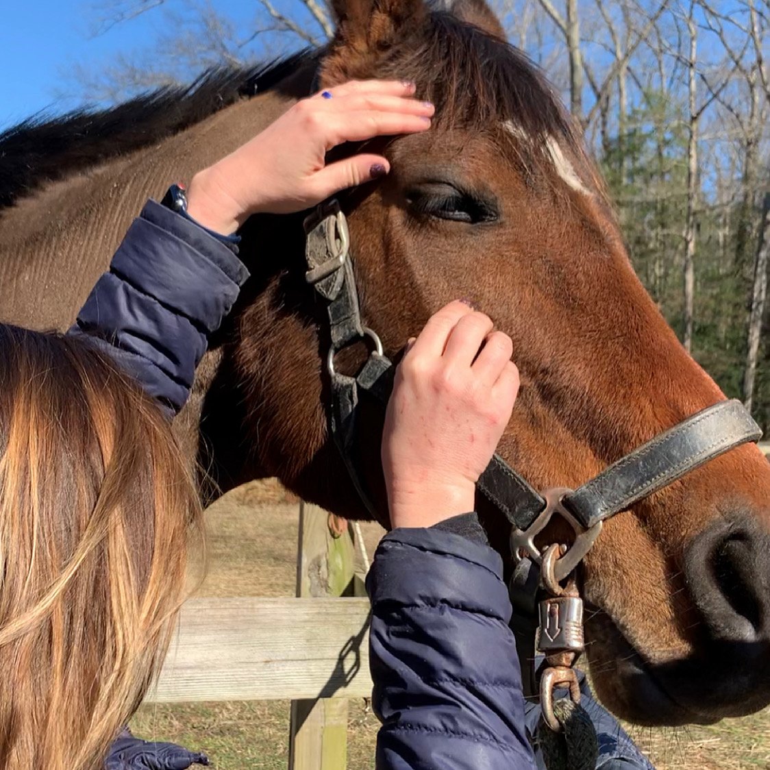 Therapeutic hands-on equine consulting and structural bodywork session for an elite performance sport horse