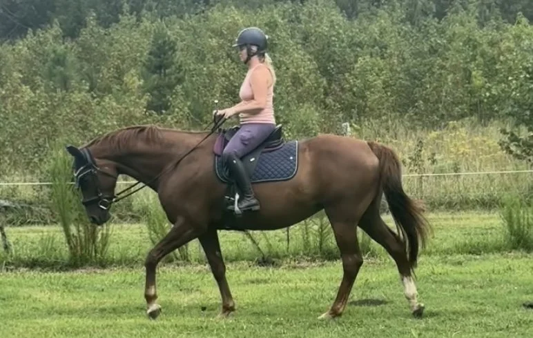 Sport horse under saddle movement evaluation to track structural balance, gait consistency, and performance longevity.
