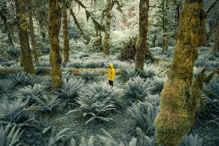 Twelve Clouds in a yellow raincoat walking through a lush, moss-covered forest with dense green foliage, ferns, and tall trees.
