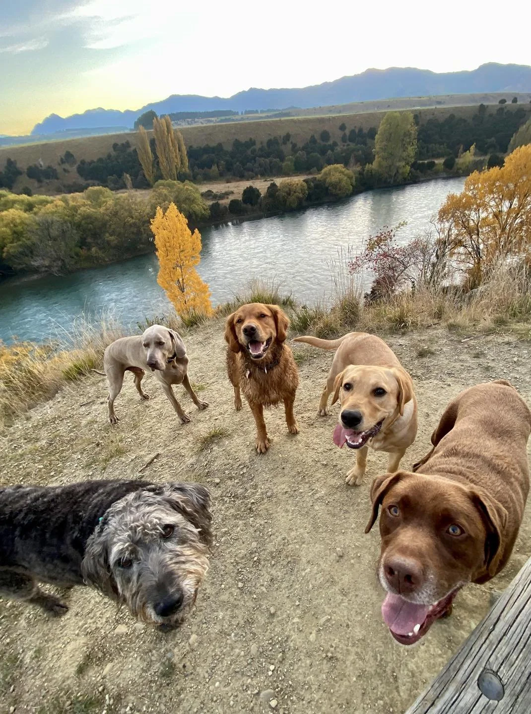 Wanaka Dog Walking