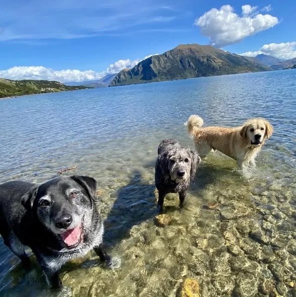 Wanaka and Hawea Dog Walking