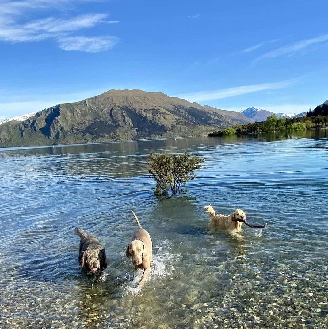 Wanaka and Hawea Dog Walking