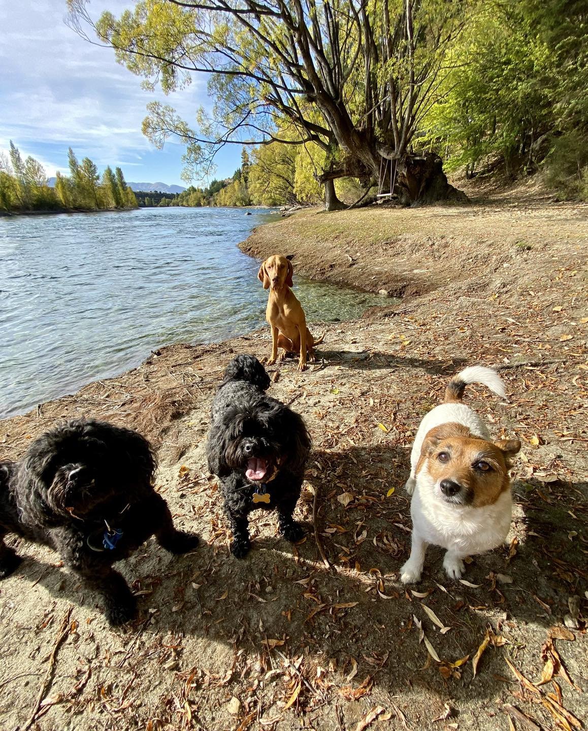 Wanaka and Hawea Dog Walking