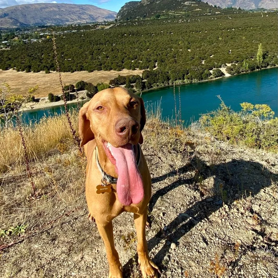 Wanaka and Hawea Dog Walking