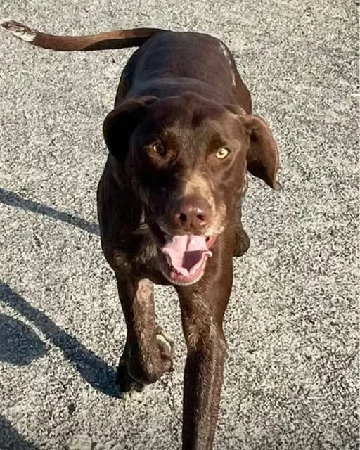 ROO