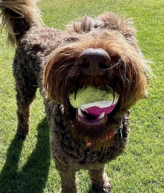 HUGO