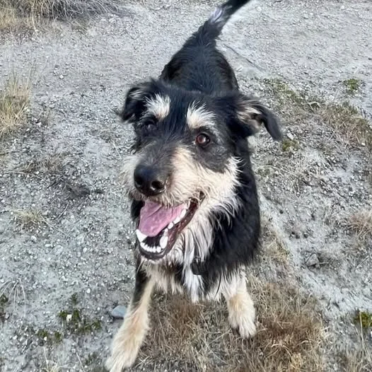 TED