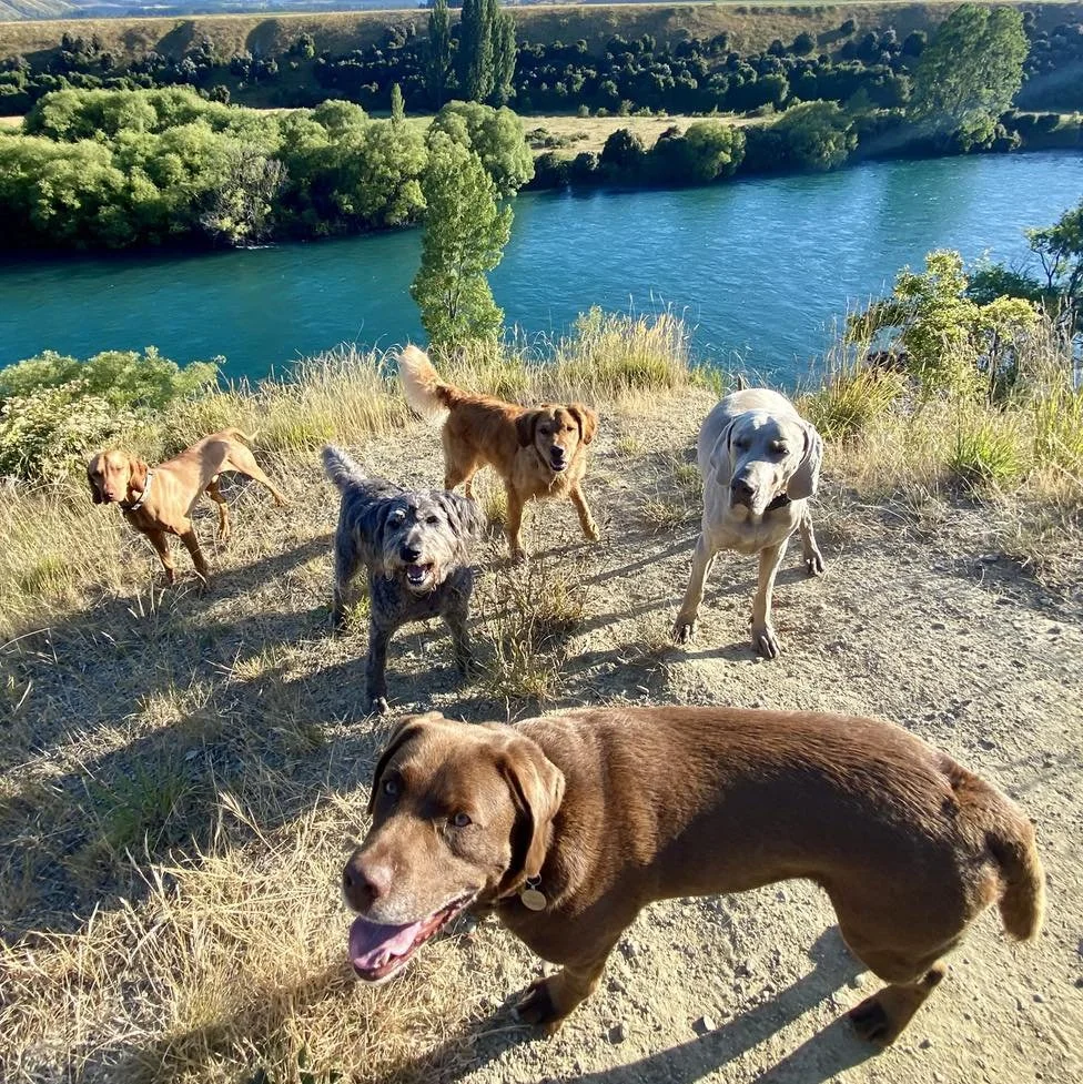 Wanaka and Hawea Dog Walking