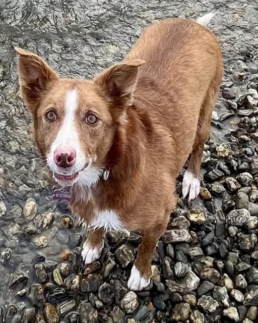 KODA