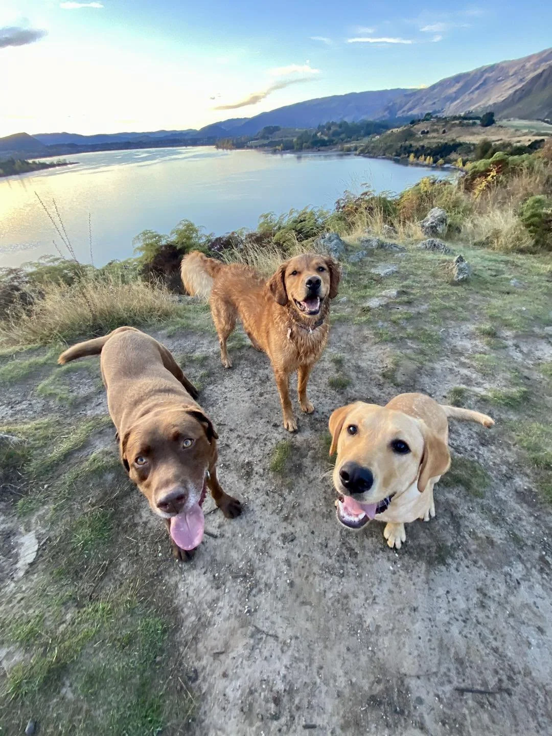 Wanaka and Hawea Dog Walking