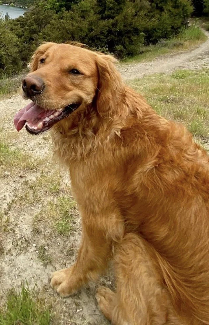 ARLO