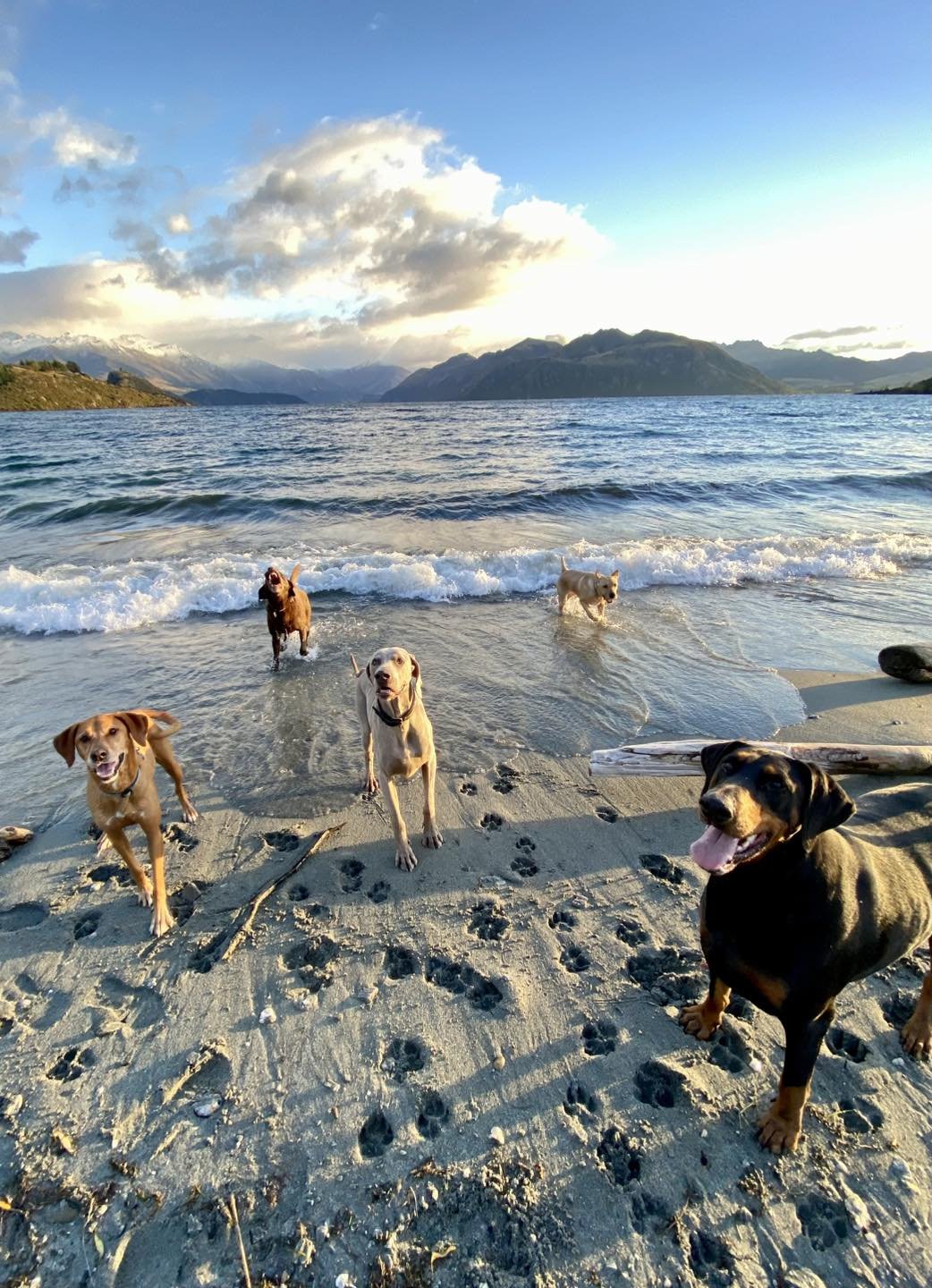 Wanaka and Hawea Dog Walking