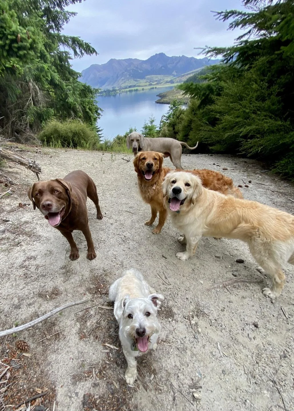 Five dogs standing on a dirt trail near a lake with mountains in the background and surrounded by green trees.