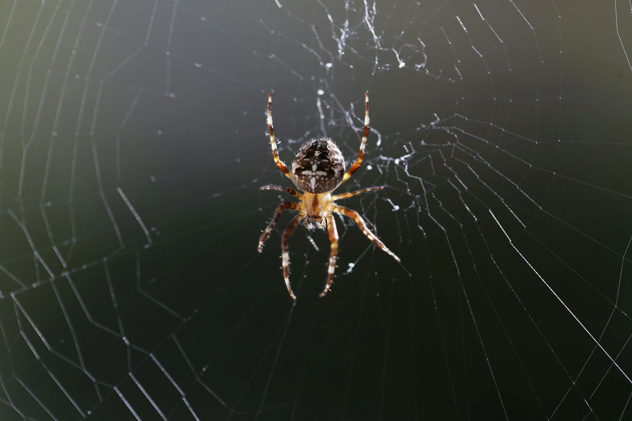 Close-up of a spider with a distinctive patterned body on its web.