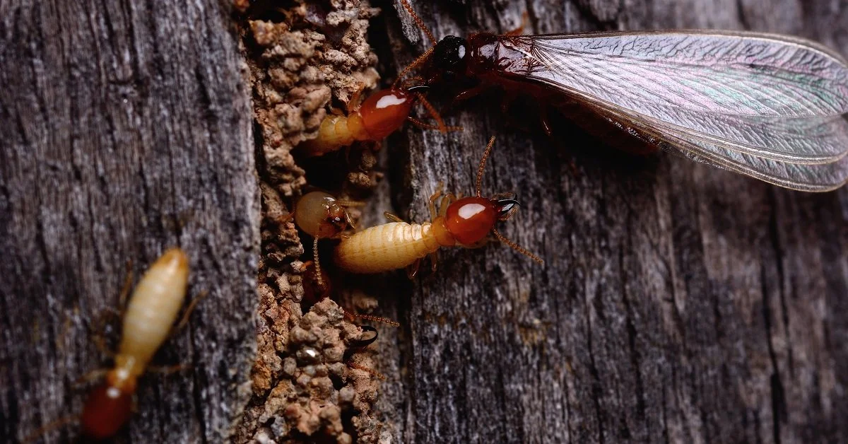 Termite Protection & Prevention