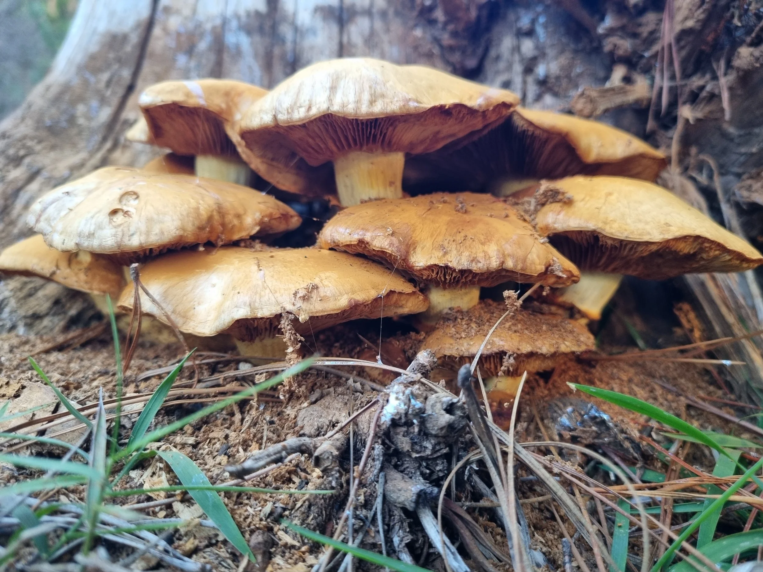 Mushrooms fruiting from a stump