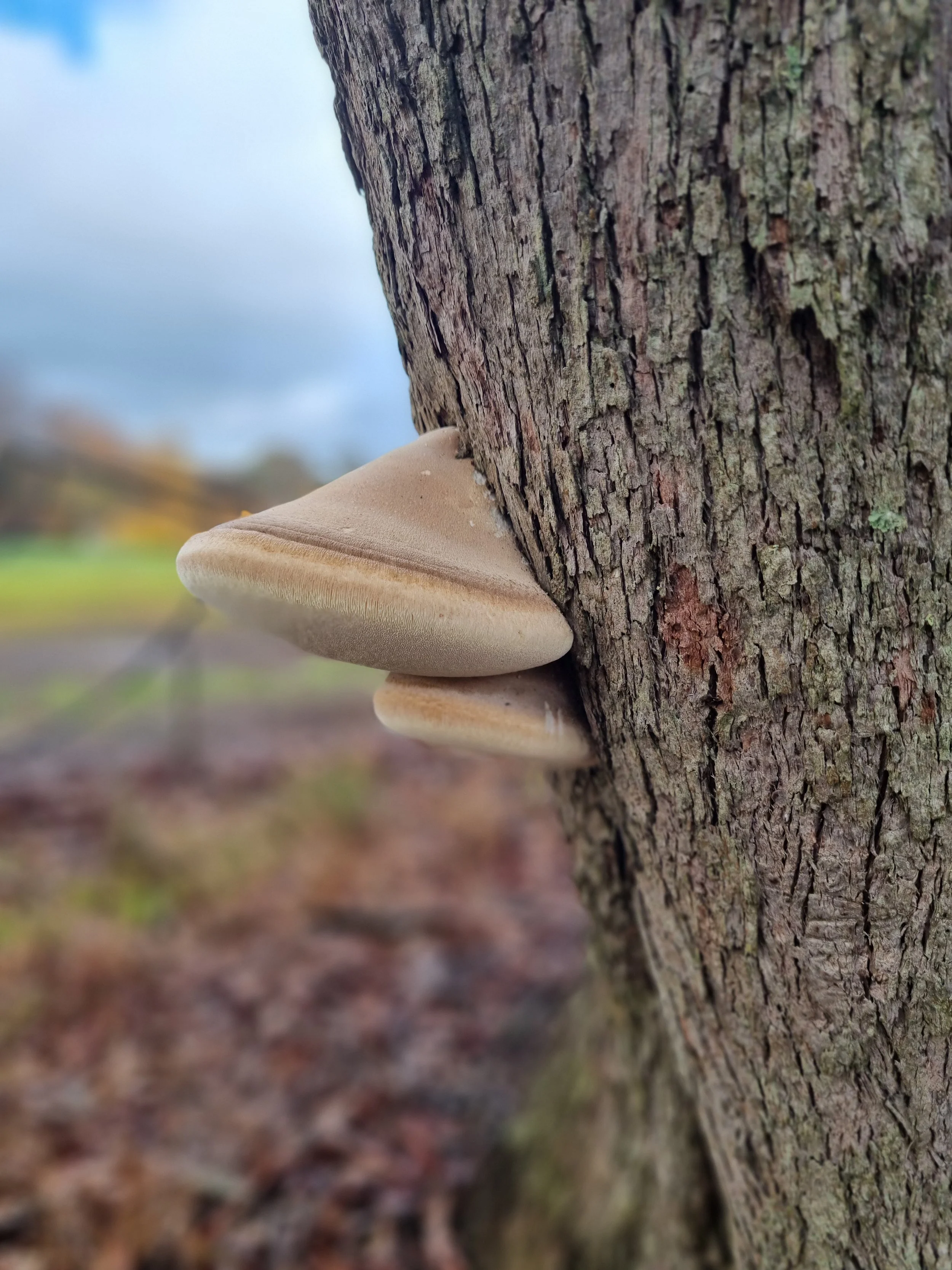 Laetiporus portentosus on Eucalyptus radiata