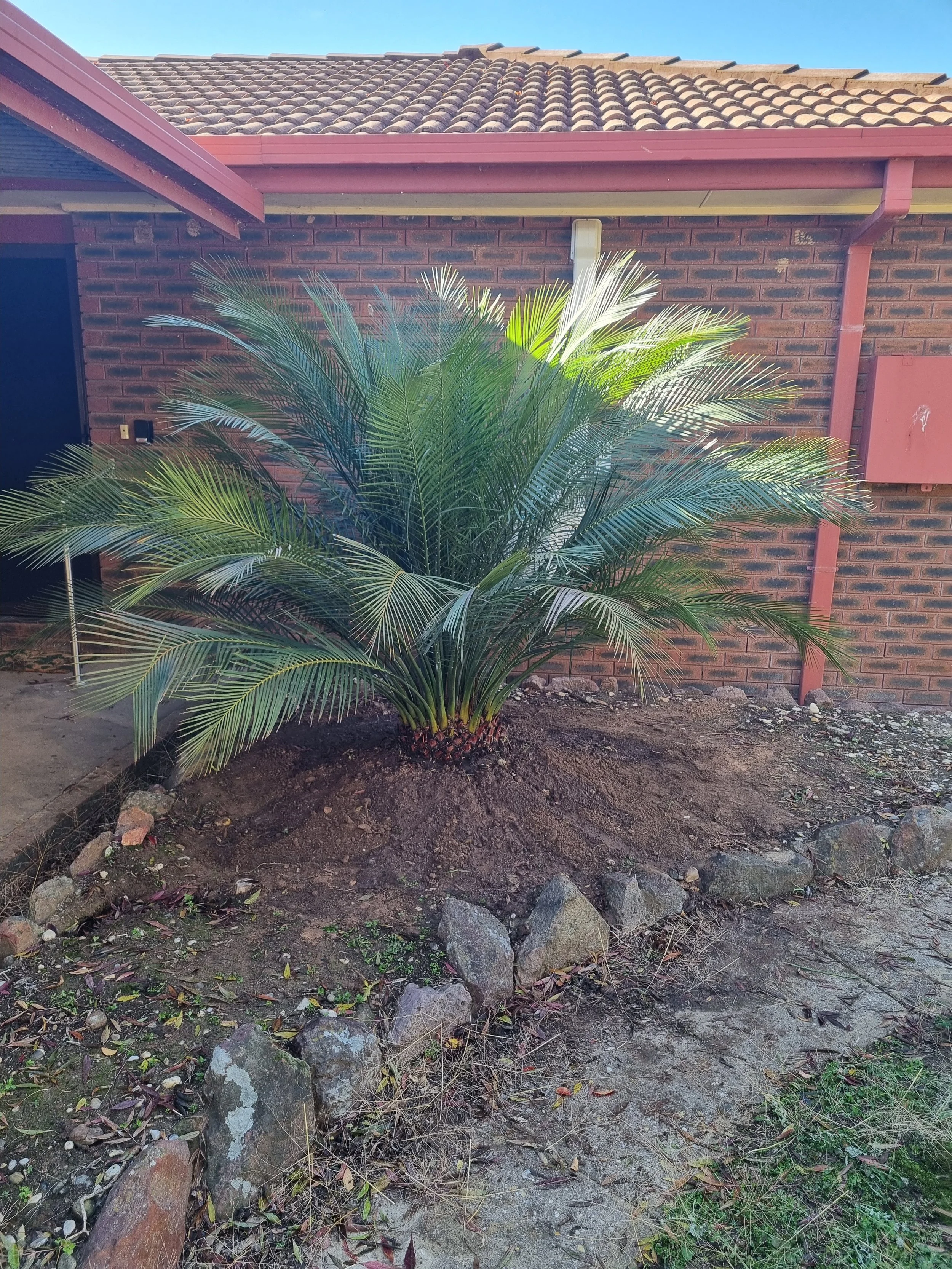 Freshly planted Cycad